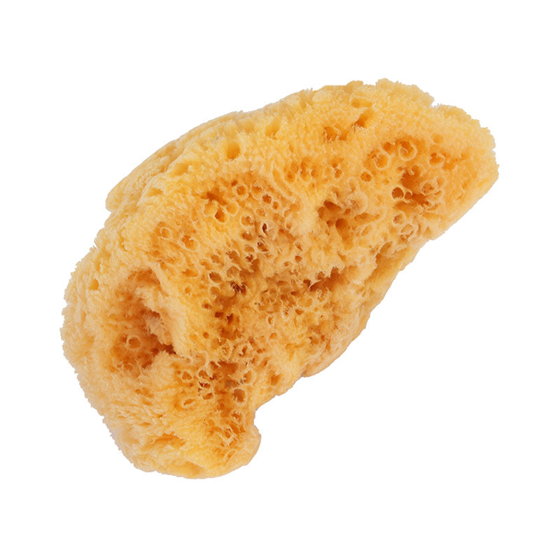 Large Natural Sea Sponge