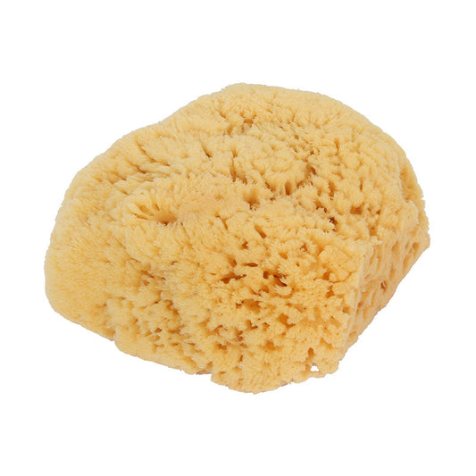 Large Natural Sea Sponge