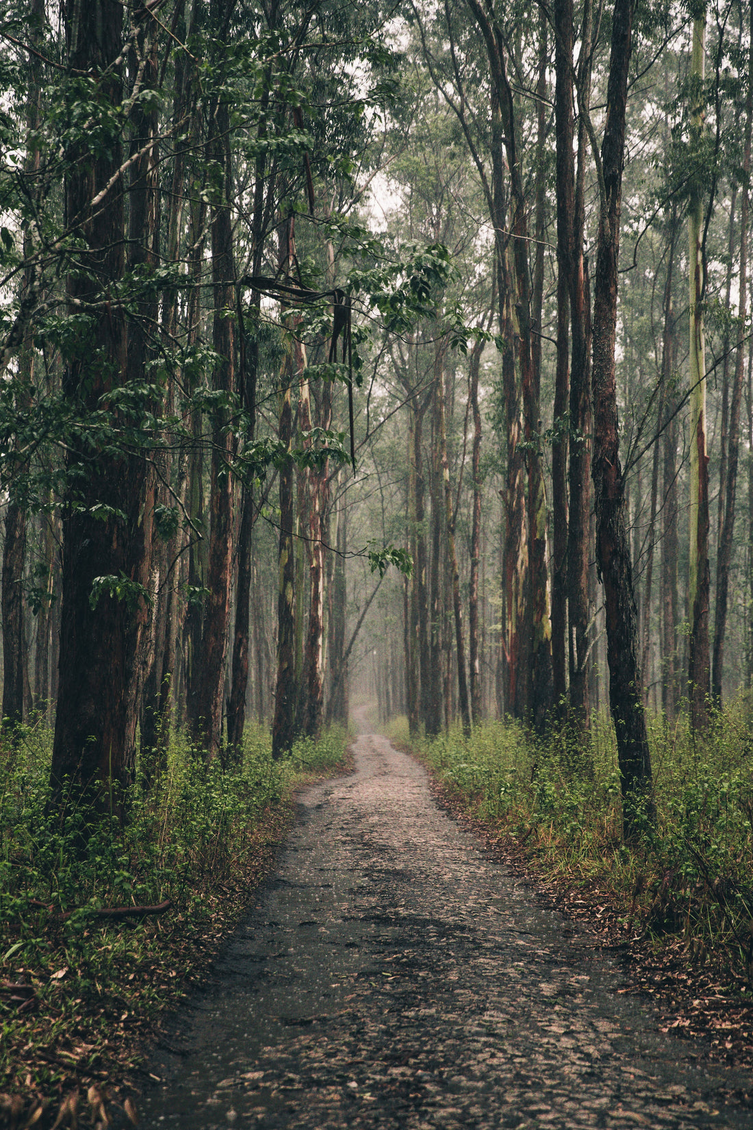 The Connection Between Restful Sleep and Earth Stewardship