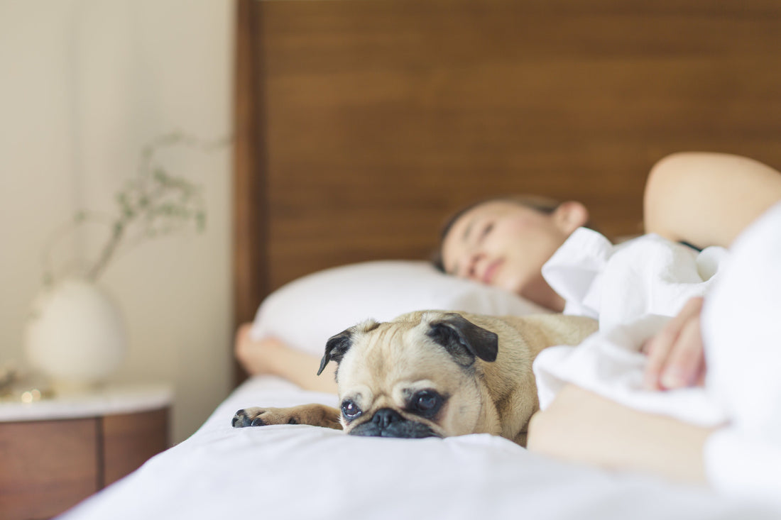 Why Organic Bedding is Essential for Your Well-Being